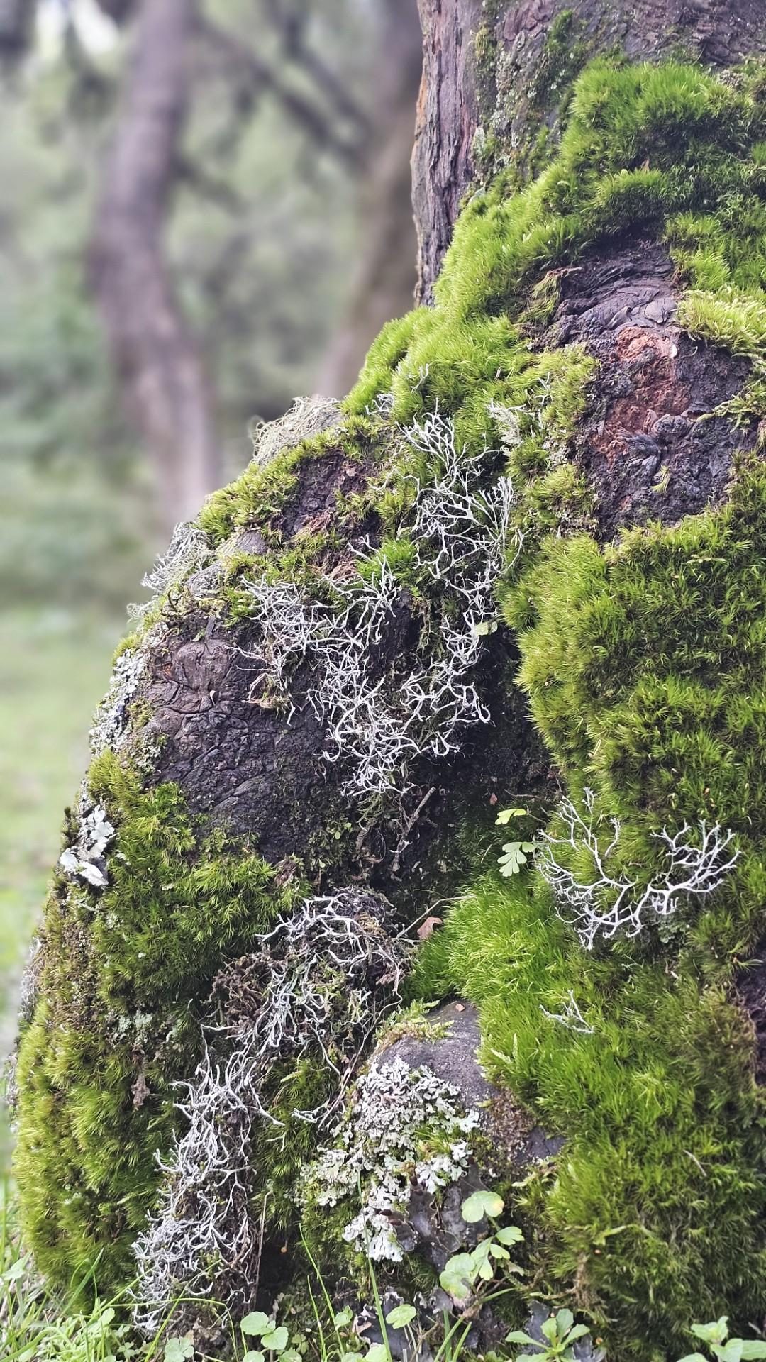 Moss and lichen growing on the bark of a tree